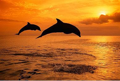 《红霞岛》进入Steam差评榜前15 玩家数大幅下降